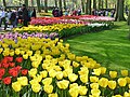Lisse, parc floral néerlandais de Keukenhof (31)