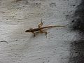 Lizard on museum wall in Statia (St. Eustatius) (1263927598).jpg