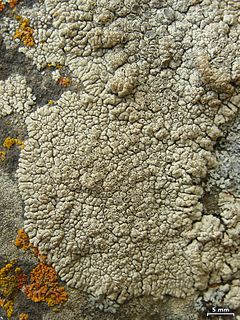 <i>Lobothallia alphoplaca</i> Species of lichen