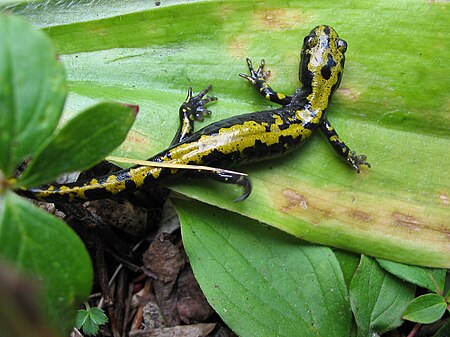 Ambystoma macrodactylum