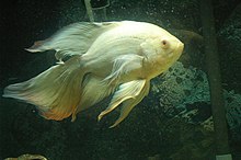 Oscar Fish Wikipedia