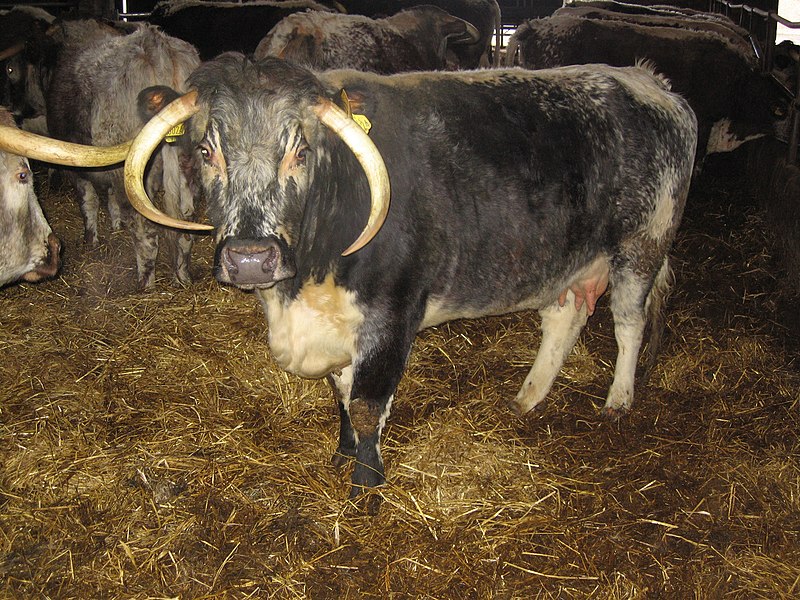 File:Longhorns 037.jpg