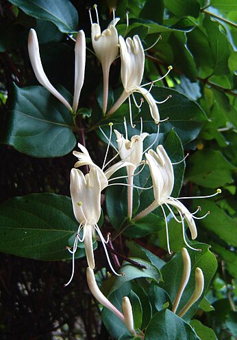  معلومات عن العسلة اليابانية 346px-Lonicera_japonica