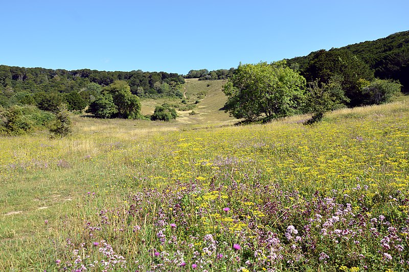 File:Looking up Kingley Vale 2.jpg