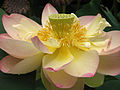 'Mrs. Perry D. Slocum' Flower closeup