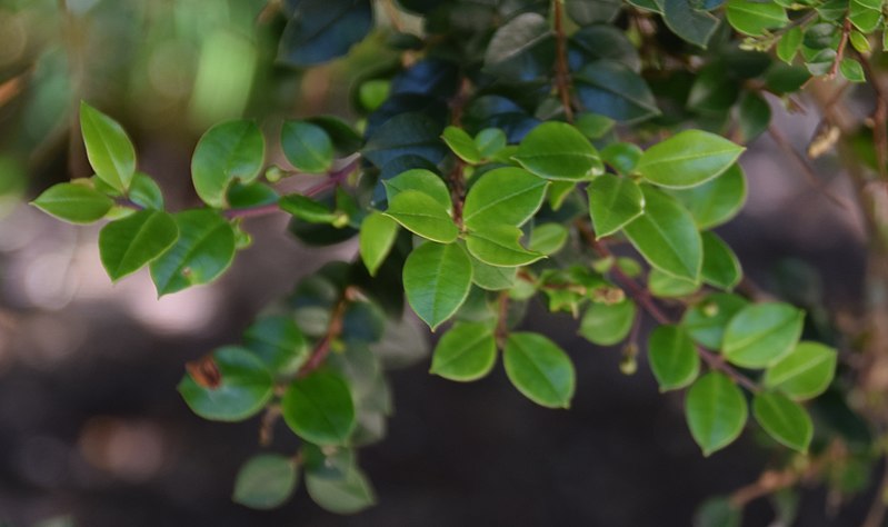 File:Luma apiculata 3.jpg