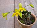 Lycaste macrobulbon habitus