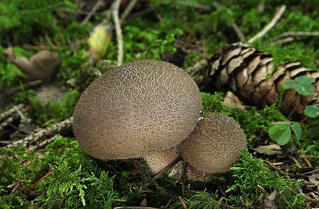 Lycoperdon umbrinum (Umber-brown Puffball)