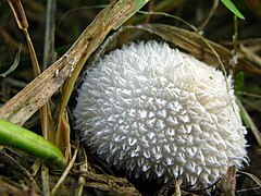 Lycoperdon echinatum 20442.jpg