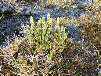 Lycopodium magellanicum - panoramio.jpg