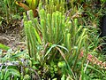 Soufrière (Guadeloupe)