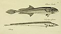 M.E. Blochii ... Systema ichthyologiae iconibus CX illustratum (Plate 53) (6005481121).jpg