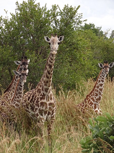 File:Maasai Giraffes - Mikumi National Park - Tanzania - 01 (8893079998).jpg