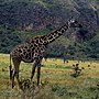 Vorschaubild für Massai-Giraffe