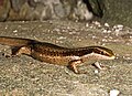 Endemische skink Mabuya dominicana