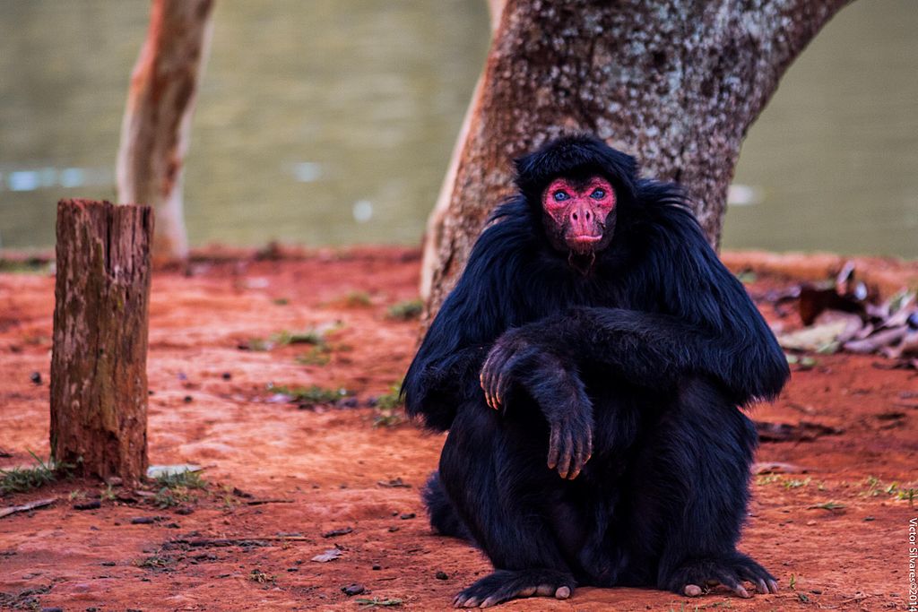 Colombian spider monkey (Macaco aranha da Colômbia)