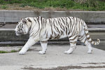 Миниатюра для Белый тигр