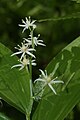 Maianthemum stellatum