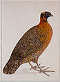 Maker unknown, India - Crimson Horned Pheasant (Satyr Tragapan) - Google Art Project.jpg