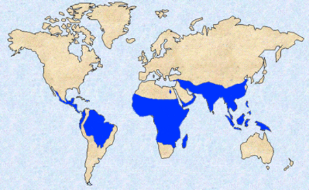 Fail:Malaria_geographic_distribution.png