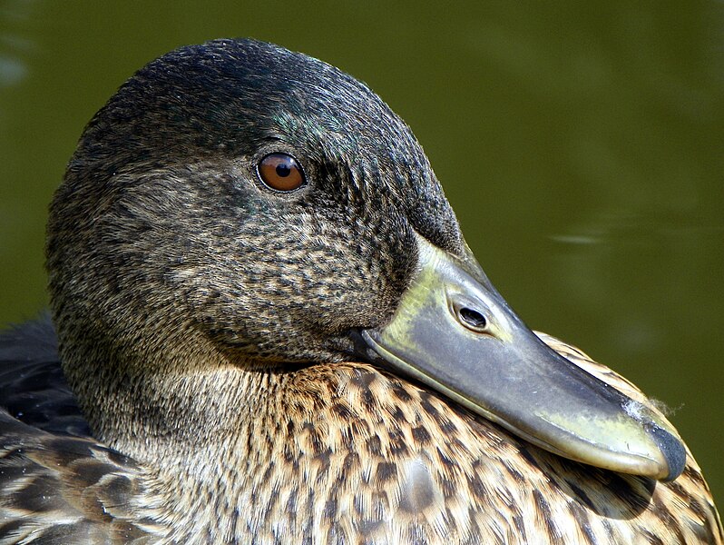 File:Mallard (Anas platyrhynchos) (19300580538).jpg