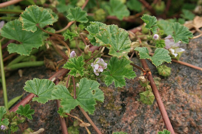 File:Malva-neglecta-foliage.jpg