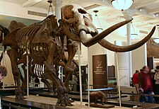 Mounted M. americanum skeleton ("Warren mastodon"), AMNH