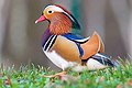 * Nomination A mandarin drake walking on grass in Franconville, France --Alexis Lours 17:30, 26 December 2021 (UTC) * Promotion  Support Good quality. --Sandro Halank 20:03, 26 December 2021 (UTC)