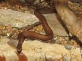 Mangrove Water Snake.jpg
