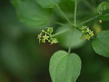 インドアカネ (Rubia cordifolia)