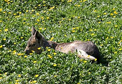 Mara foraging Mara 01.jpg