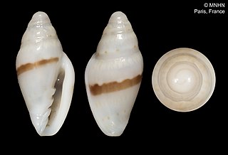 <i>Marginella joanae</i> Species of gastropod