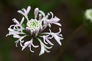 <i>Marshallia mohrii</i> Species of flowering plant