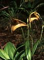 Masdevallia triangularis