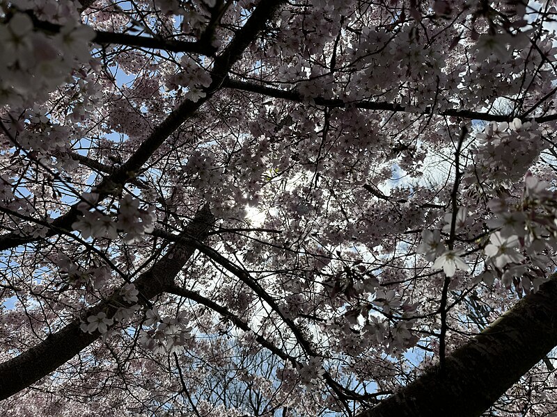 File:Massey University Cherry Blossoms.jpg