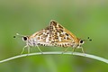 * Nomination Mating pair of Taractrocera maevius (Fabricius, 1793) - Grey-veined Grass Dart. (by Anitava Roy) --Atudu 05:38, 27 July 2022 (UTC) * Promotion  Support Good quality. --Charlesjsharp 07:53, 27 July 2022 (UTC)