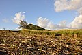 Ein Feld mit Zuckerrohr, teilweise abgeerntet