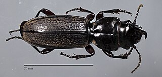 <i>Mecodema chaiup</i> Species of beetle