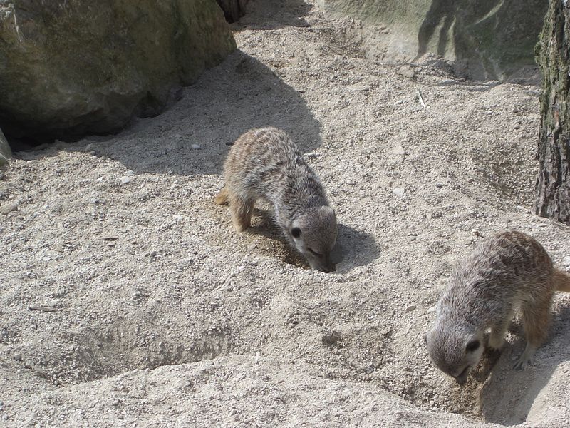 File:Meerkats Digging 1 Zoo May 2005.JPG