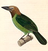 Megalaima corvina (Brown-throated Barbet), drawing