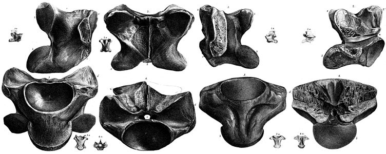 Il·lustració de les vèrtebres dorsals i cervicals originals, 1859