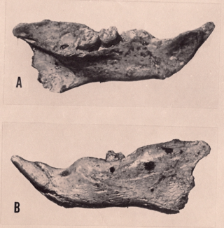 <i>Megalomys audreyae</i> Extinct species of rodent