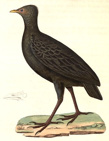 Mégapode de Freycinet