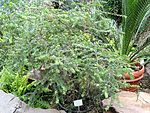 Melaleuca elliptica - Palmengarten Frankfurt - DSC01713. 
 JPG