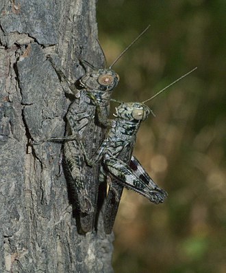 Pine tree spur-throat grasshopper, Melanoplus punctulatus Melanoplus punctulatus P1250267a.jpg