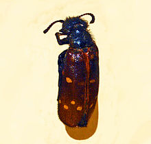 Meloidae - Mylabris flavoguttata.JPG