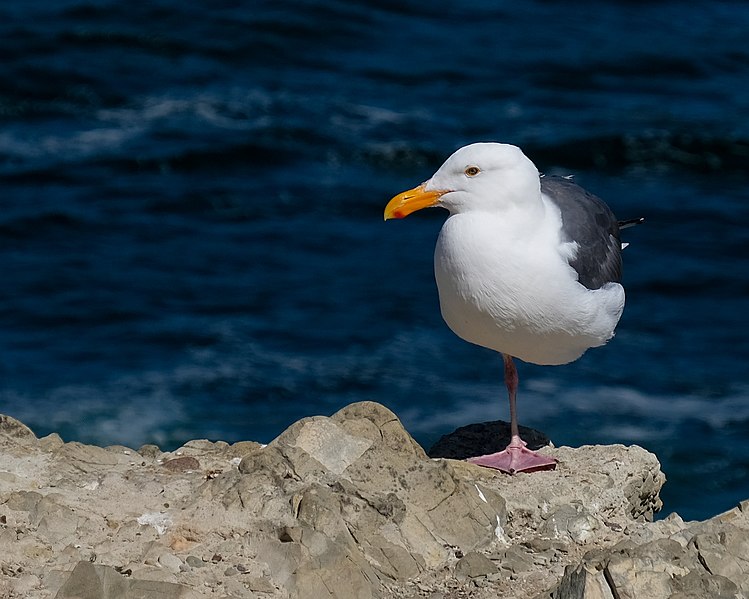 File:Mendocino Headlands State Park - Mollerus 02.jpg