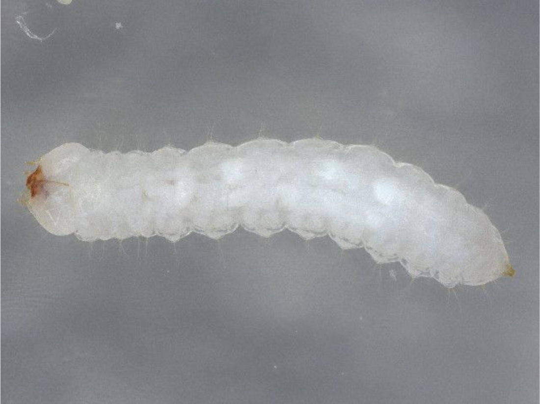 Micromalthidae