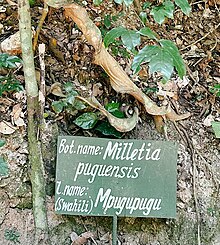 Milletia puguensis in Pugu Hills, Kisarawe, Kisarawe DC, Pwani Milletia puguensis in Pugu Hills, Kisarawe, Kisarawe DC, Pwani.jpg