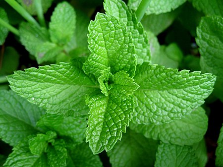 Mint-leaves-2007.jpg